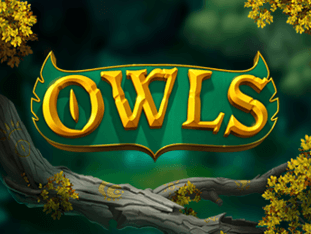 Owls thumbnail